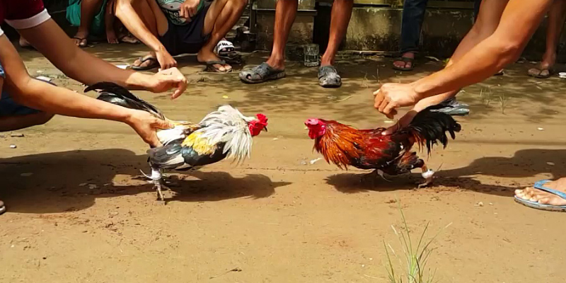 Đá Gà Cựa Sắt Tại Jun88 - Trò Chơi Được Nhiều Người Săn Đón 4 đá gà cựa sắt tại Jun88