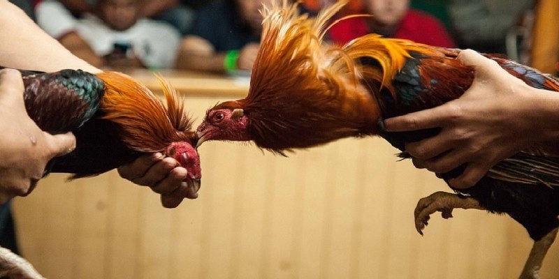 Một Vài Cách Tập Luyện Cho Gà Đá Cựa Sắt Hay Và Dễ Áp Dụng 4 Cách Tập Luyện Cho Gà Đá Cựa Sắt